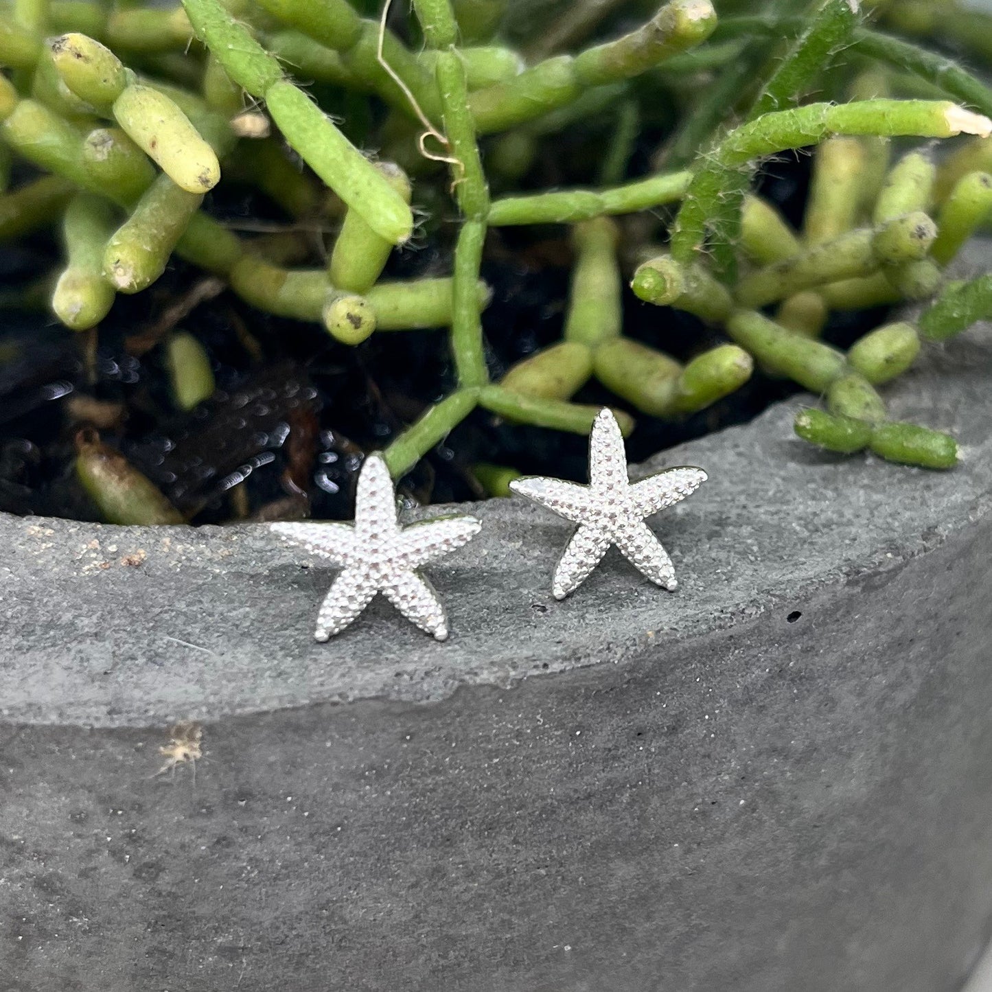 485 | STARFISH | CARTEL KISSES